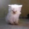 gatito-blanco-chiquito-con-cara-de-enojado-y-despeinado-a4Cy0.jpg