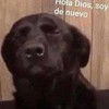 hola-dios-soy-yo-de-nuevo-perro-negro-rezando-dtxBN.jpg